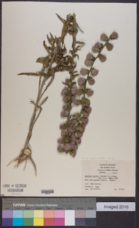 Liatris squarrulosa image
