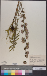 Liatris squarrulosa image