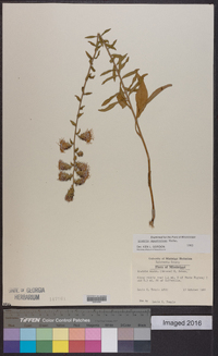 Liatris squarrulosa image