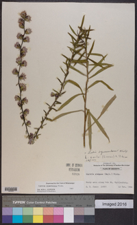 Liatris squarrulosa image