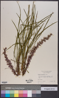 Liatris tenuifolia image