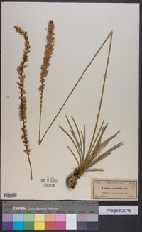 Liatris tenuifolia image