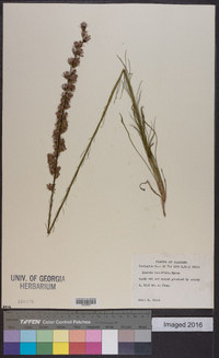 Liatris tenuifolia image