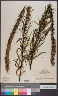 Liatris turgida image