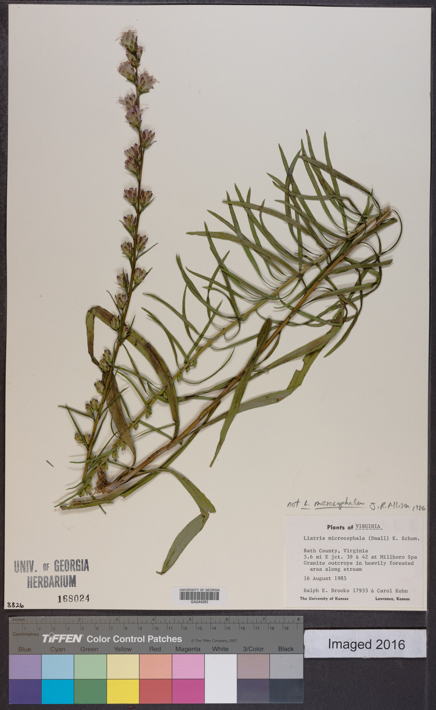 Liatris microcephala image