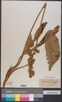 Image of Dolichorrhiza persica