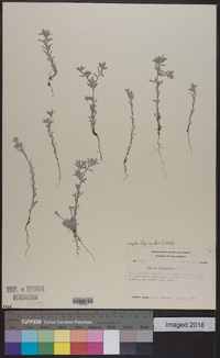 Logfia filaginoides image