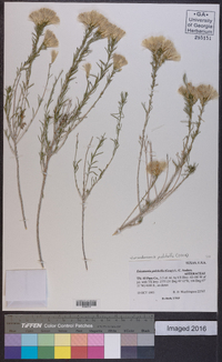 Lorandersonia pulchella image