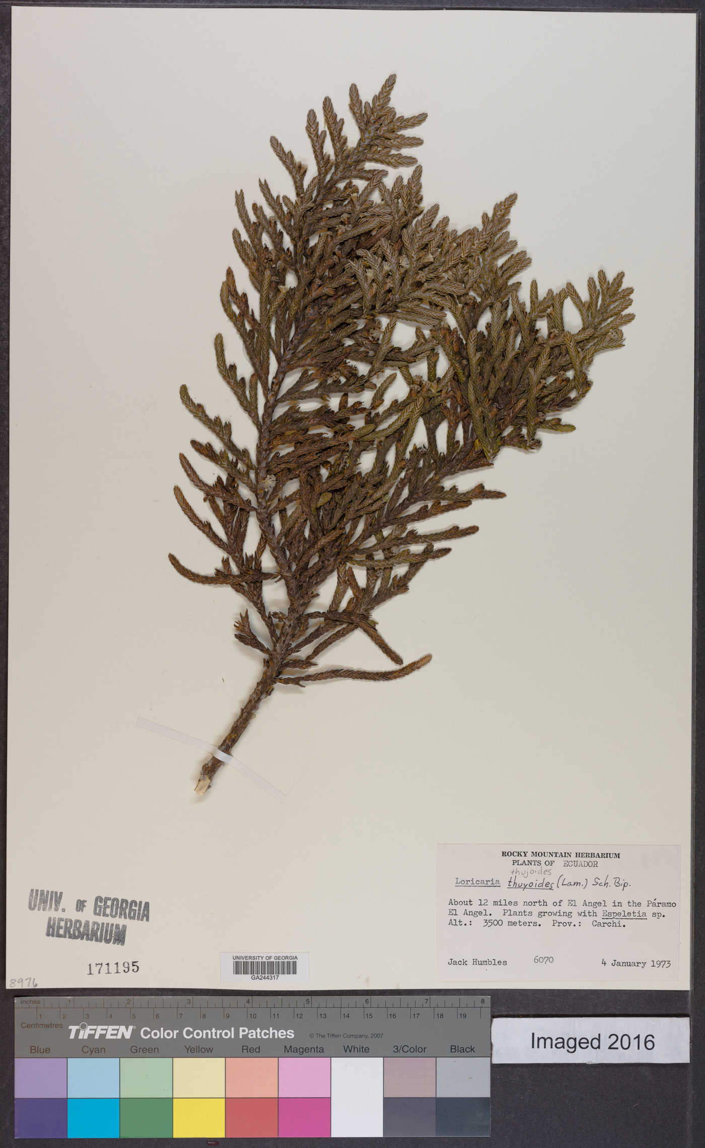 Andicolea thuyoides image