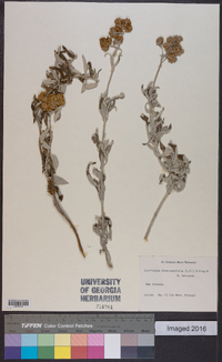 Lourteigia stoechadifolia image