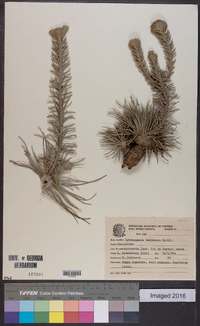 Image of Lychnophora bahiensis