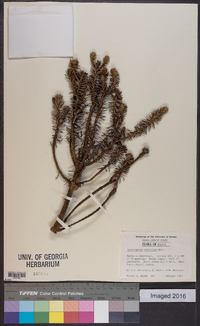 Lychnophora ericoides image