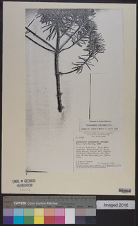 Lychnophora ericoides image