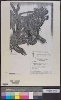 Lychnocephalus sellovii image