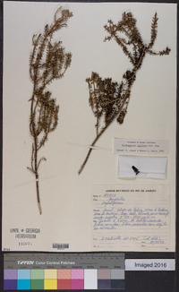 Lychnophora uniflora image