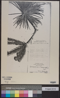 Lychnophora uniflora image