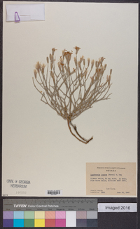 Lygodesmia juncea image