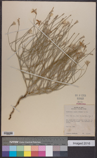 Lygodesmia juncea image