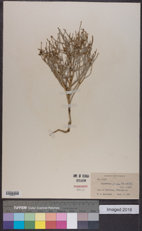 Lygodesmia juncea image