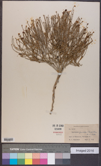 Lygodesmia juncea image