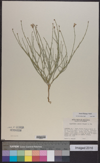 Lygodesmia juncea image