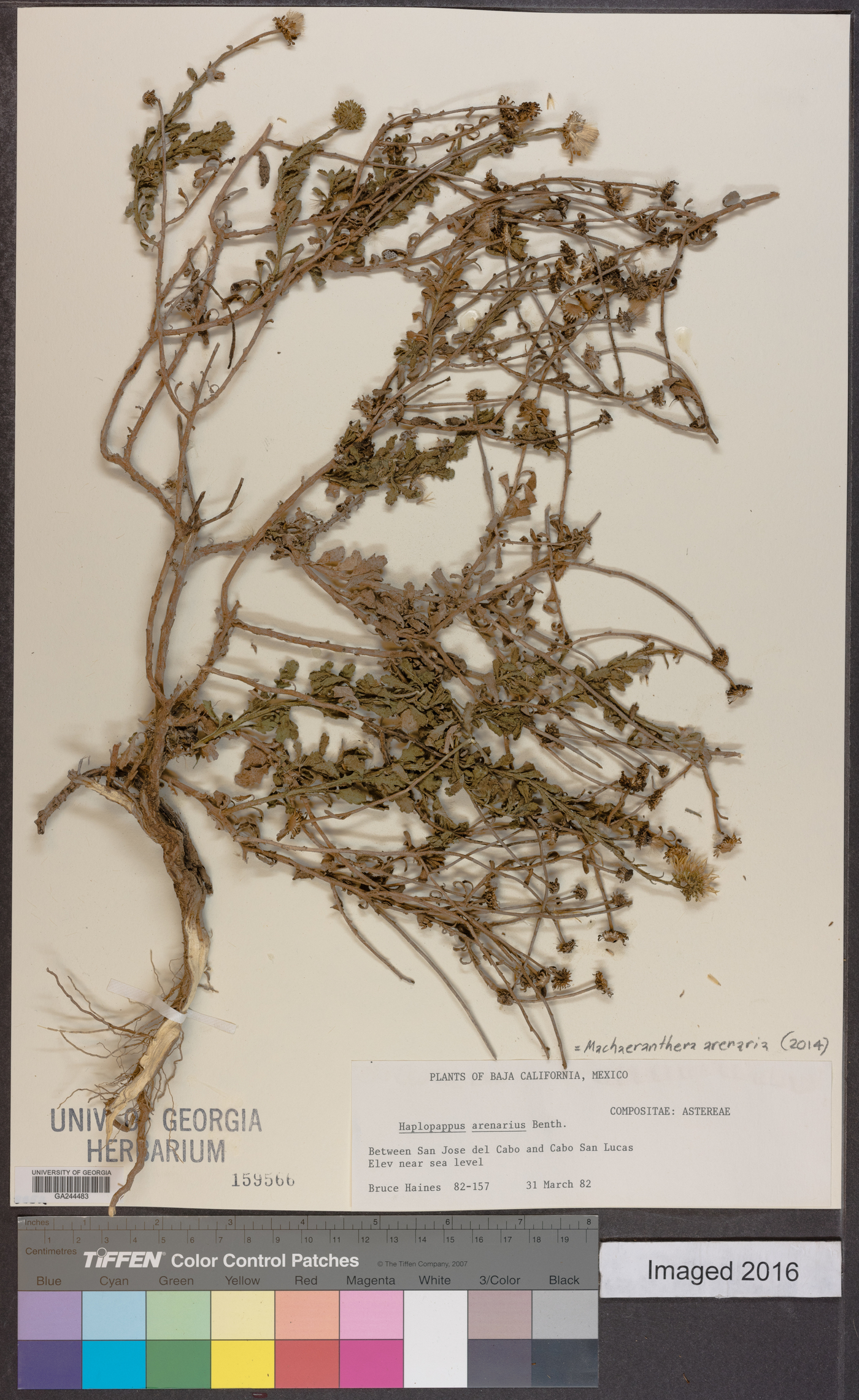 Machaeranthera arenaria image