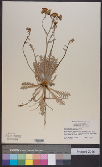 Malacothrix fendleri image