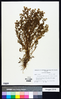 Matricaria discoidea image