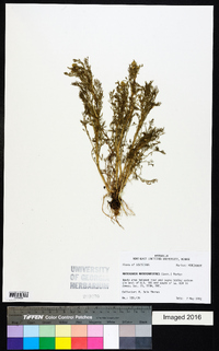 Matricaria discoidea image