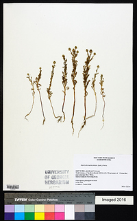 Matricaria discoidea image