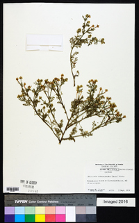 Matricaria discoidea image