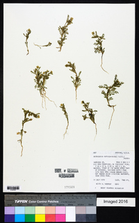 Matricaria discoidea image