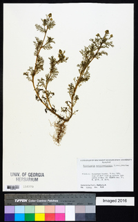 Matricaria discoidea image