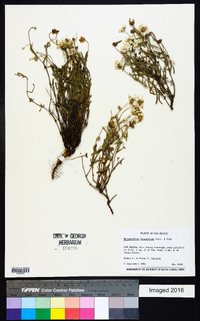 Melampodium leucanthum image