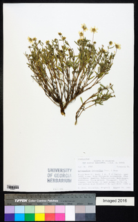 Melampodium leucanthum image