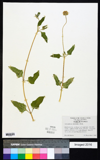 Melanthera deltoidea image