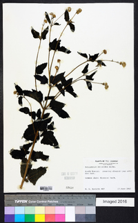 Melanthera deltoidea image