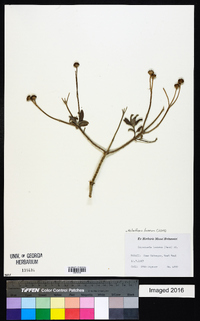 Image of Melanthera lavarum