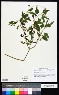 Melanthera ligulata image