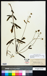 Melanthera angustifolia image