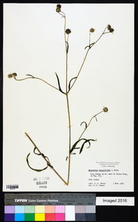 Melanthera angustifolia image