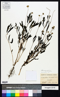 Melanthera angustifolia image