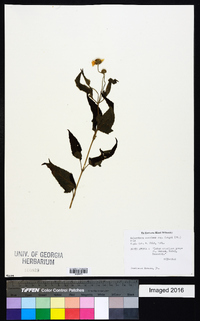 Lipotriche scandens subsp. scandens image