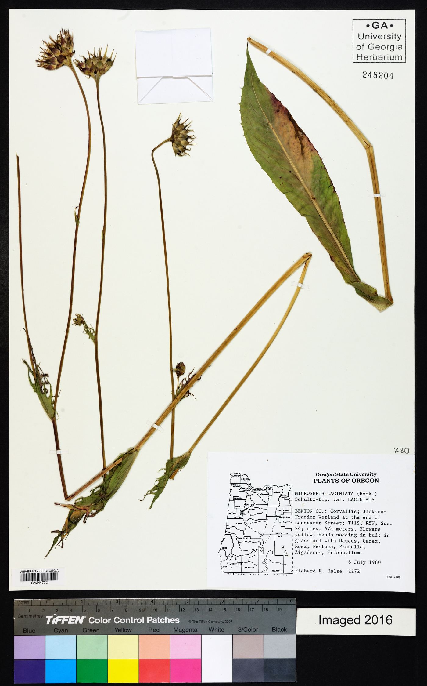 Microseris laciniata subsp. laciniata image