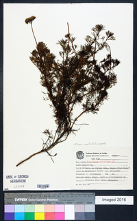 Image of Mikania anethifolia