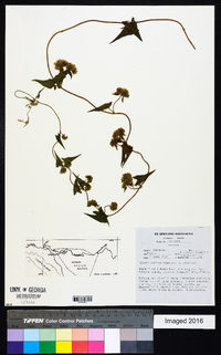 Mikania cordata image