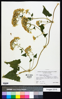 Mikania cordifolia image