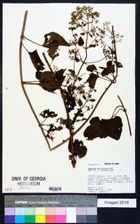 Mikania microptera image
