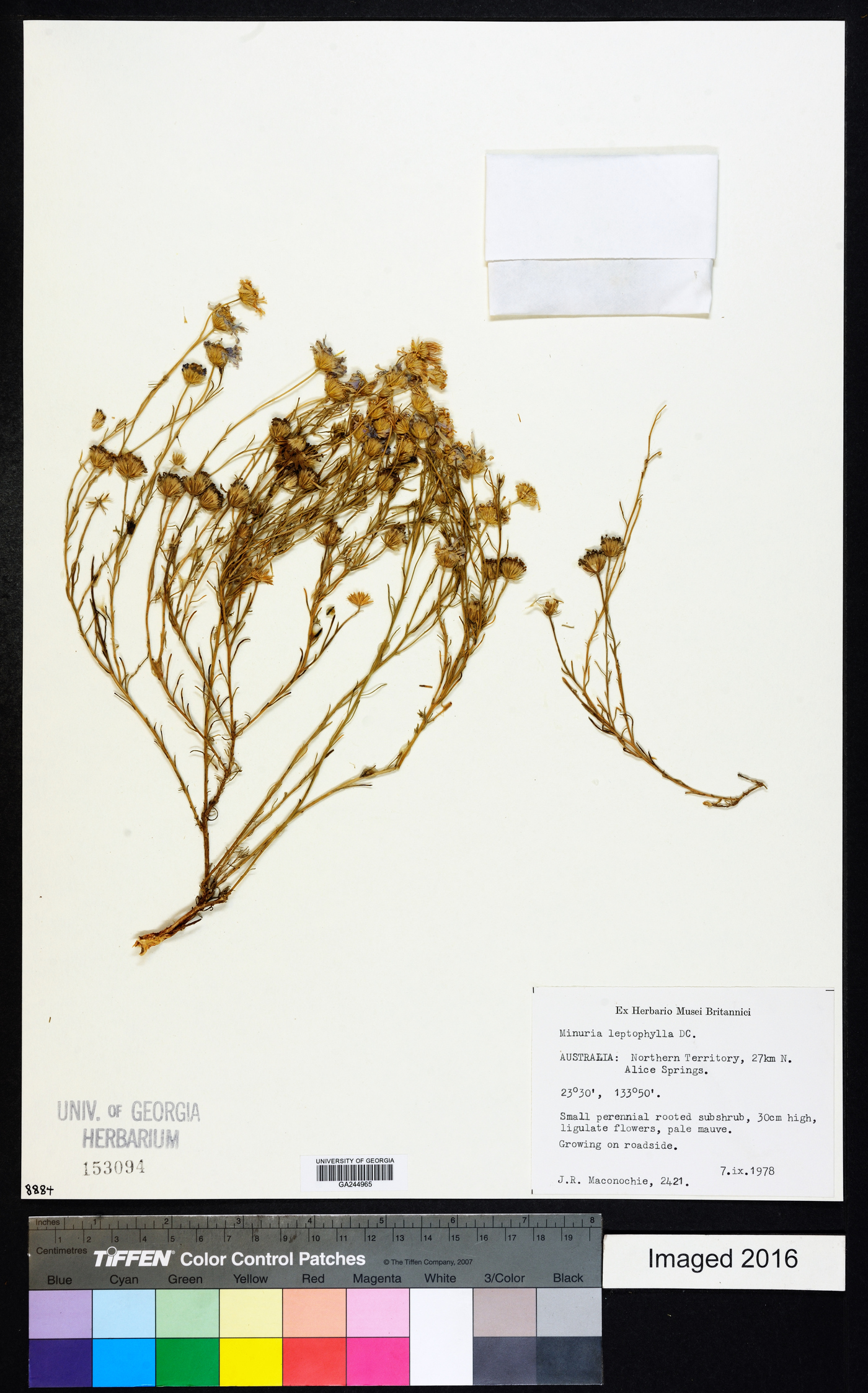 Minuria leptophylla image