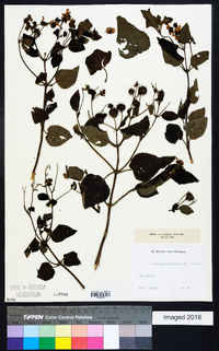 Image of Montanoa ovalifolia